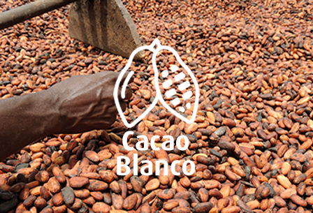 Cacao Blanco