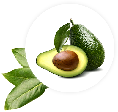 Palta Hass