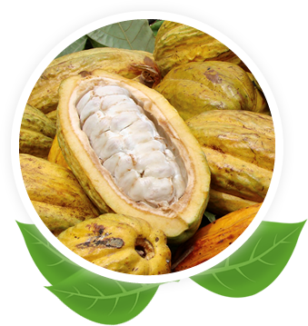 Cacao Blanco