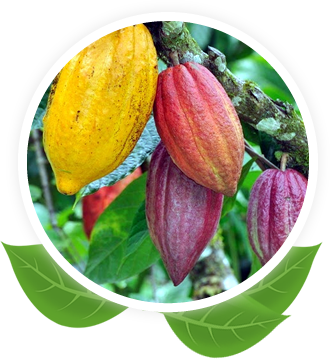 Cacao Hibrido