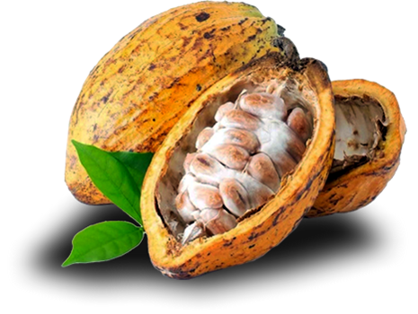 Cacao Blanco